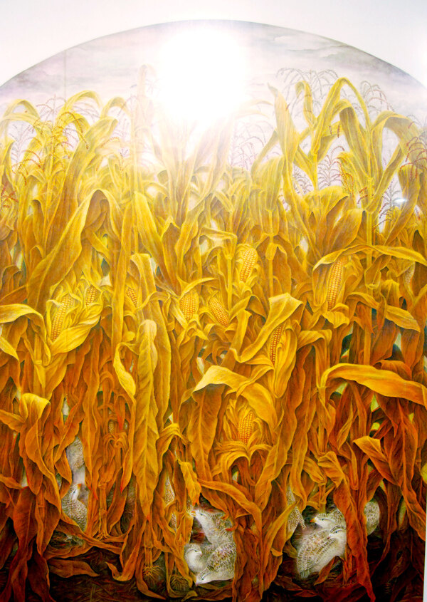 玉米地之馨图片