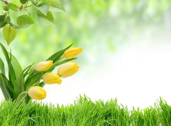 草地上的黄色郁金香图片