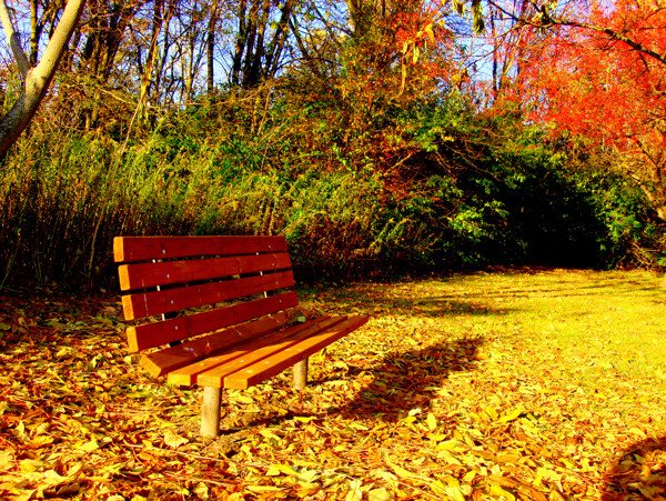 秋天长椅图片