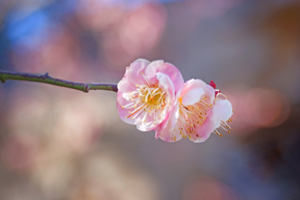 梅花