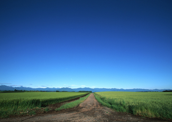 麦田小路风景图片