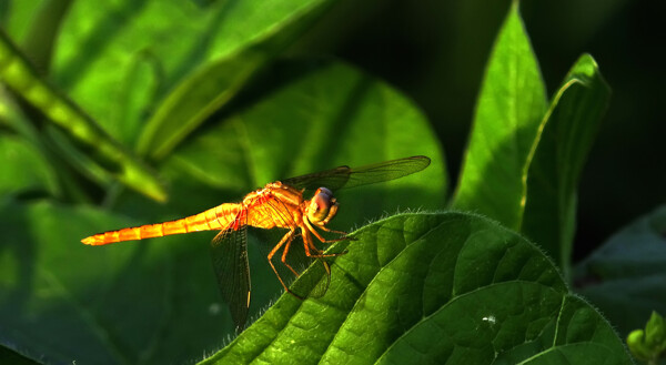 金色蜻蜓图片