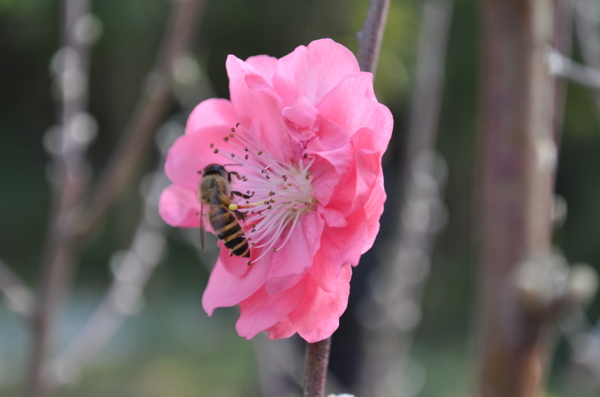 桃花盛开蜜蜂忙采蜜图片