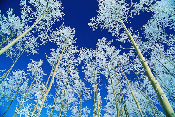 冬天雪景雪景大雪