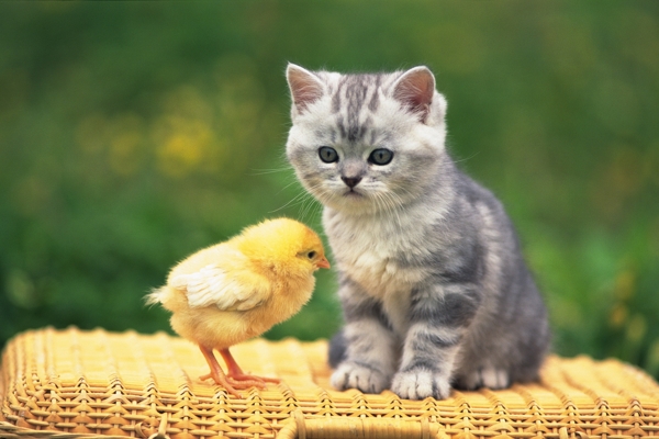 猫咪与小鸡