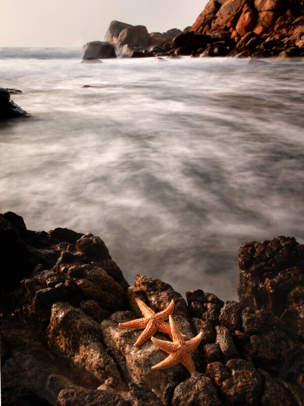 美丽的海星与海景图片