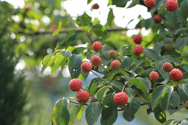 四照花果实图片