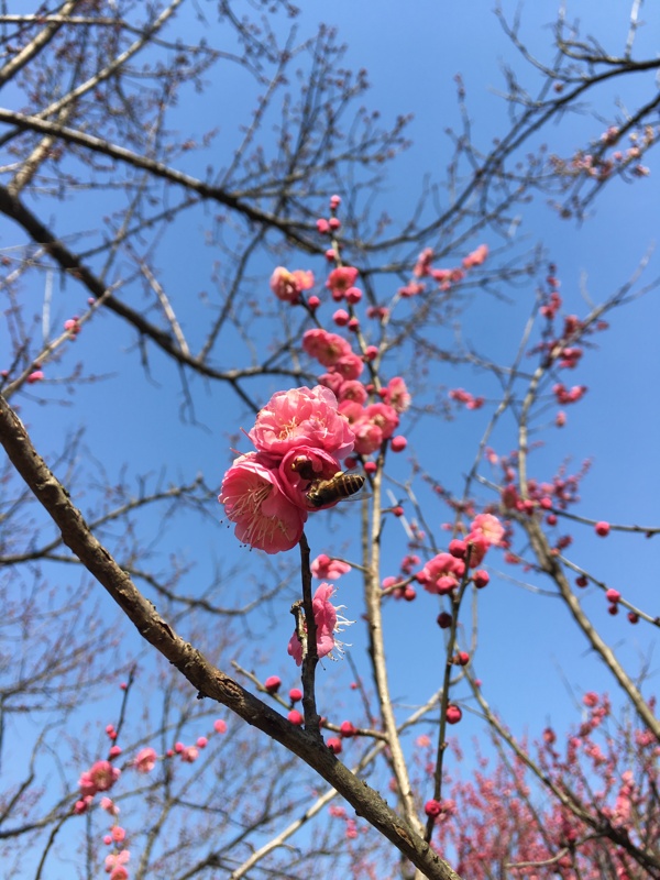 枝头梅花