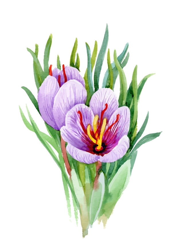 紫色花朵植物花朵水彩手绘矢量文件
