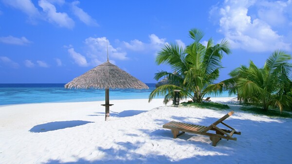 大海椰子树沙滩图片