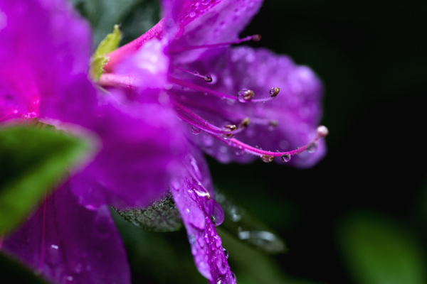 雨后杜鹃花