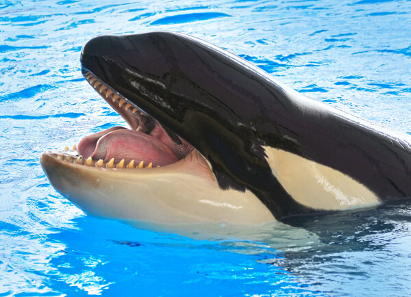 张开嘴的鲸鱼图片
