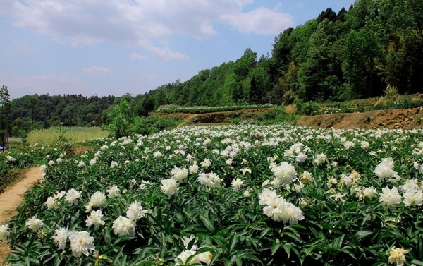 芍药花田图片