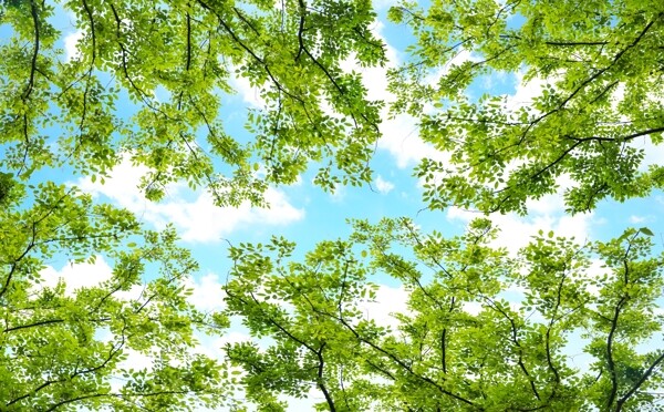 天顶壁画绿树天空背景底纹素材