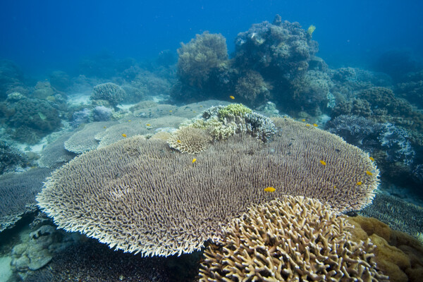 珊瑚群特写图片