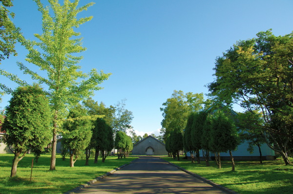 清新绿色植物园风景图片