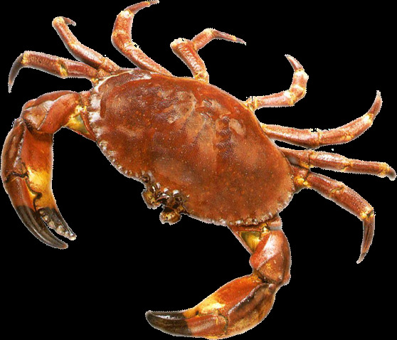 棕褐色螃蟹图片免抠png透明图层素材