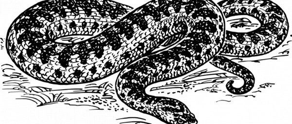 蝰蛇蛇矢量图形
