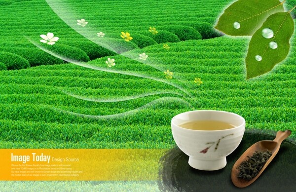 茶叶茶园
