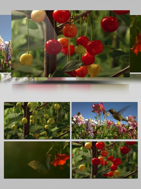水果植物特写镜头素材