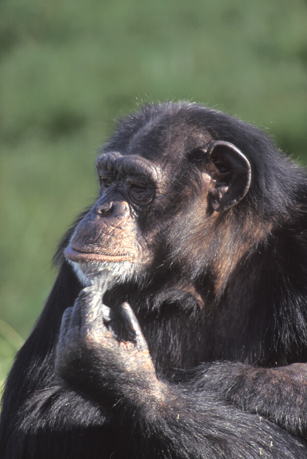 黑猩猩摄影图片