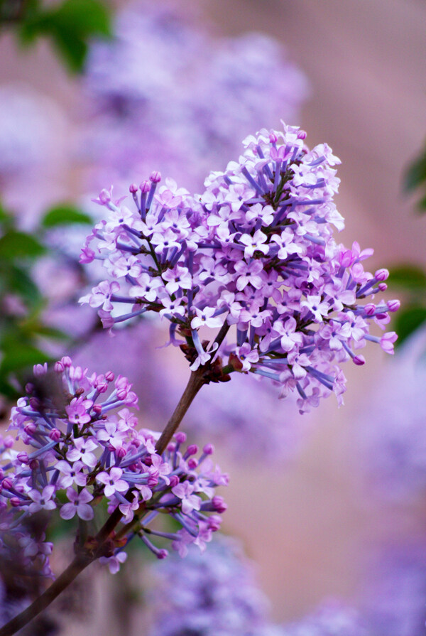 丁香花图片