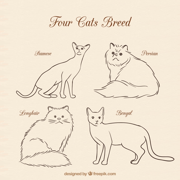 四只猫的品种