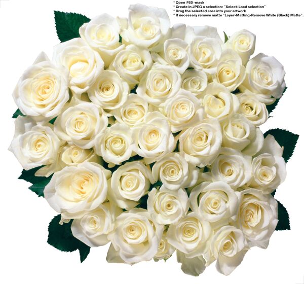 白玫瑰花素材图片