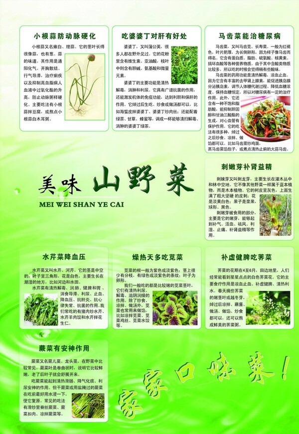 美味山野菜图片