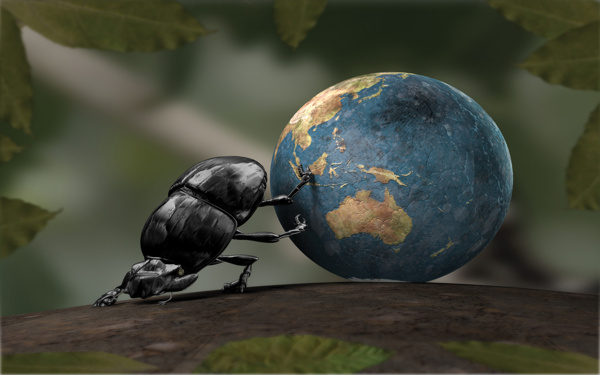 地球甲虫图片