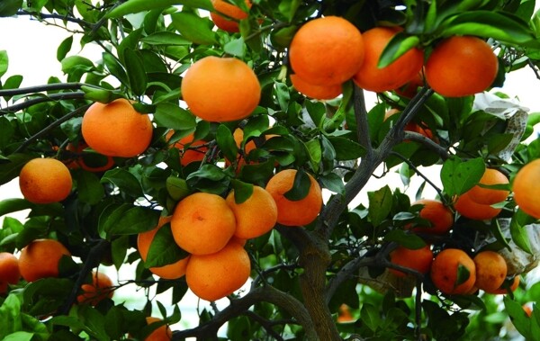 橘子椪柑图片