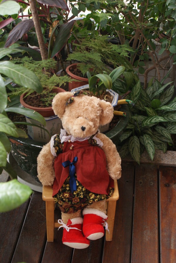泰迪穿红鞋的小熊熊图片
