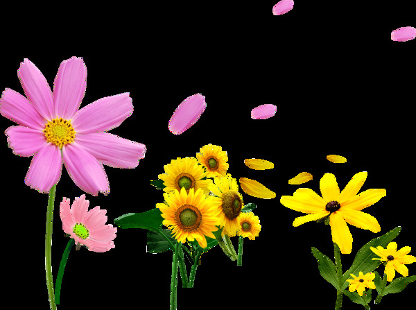 各种颜色的菊花花束透明素材