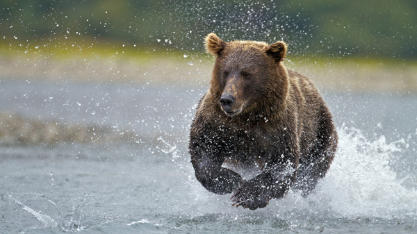 棕熊过河