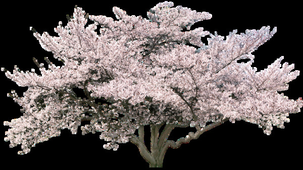 粉色花朵树木png元素