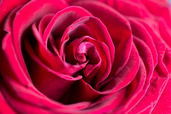 唯美红玫瑰花图片