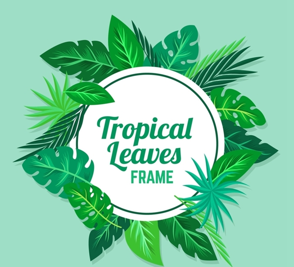 热带树叶框架图片