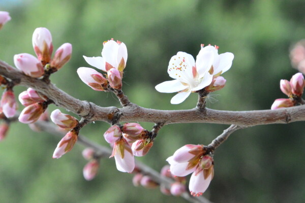 山桃花