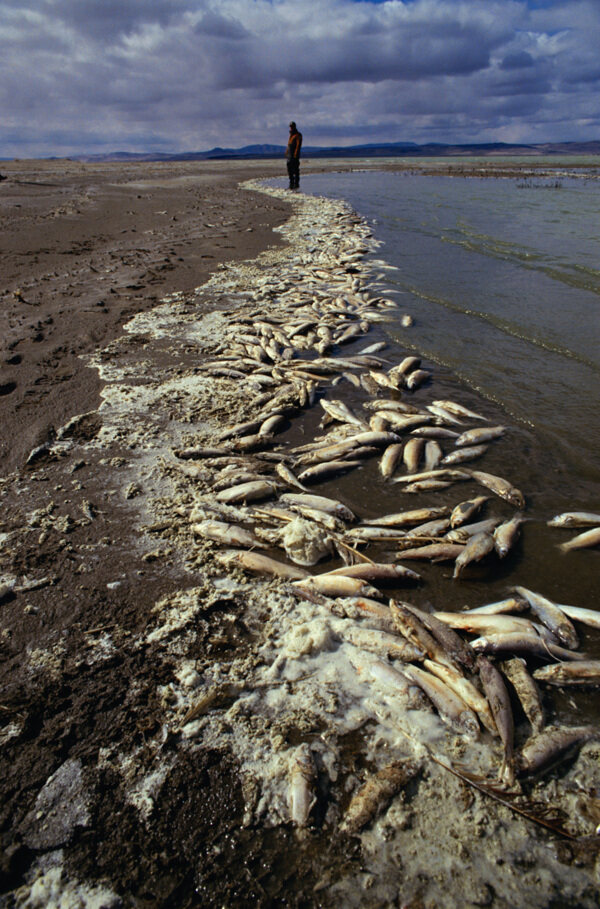 鱼类污染图片