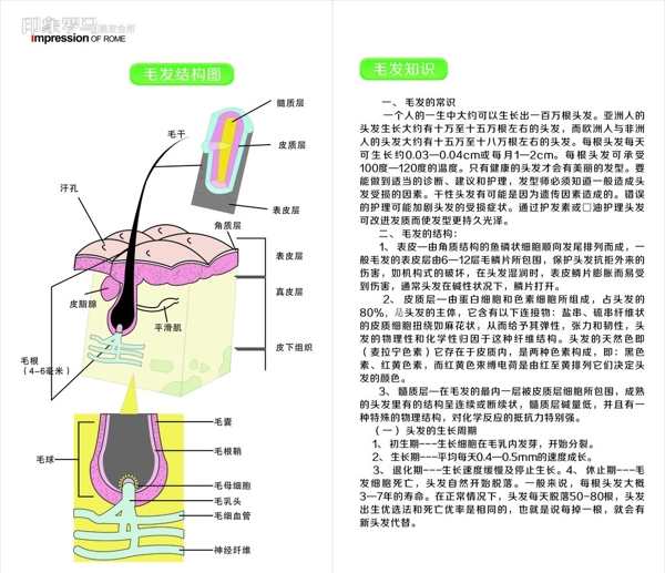 毛发知识毛发结构