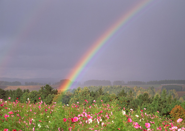 鲜花彩虹景色图片