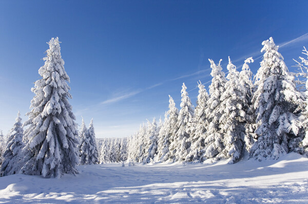 洁白的雪地和树林图片