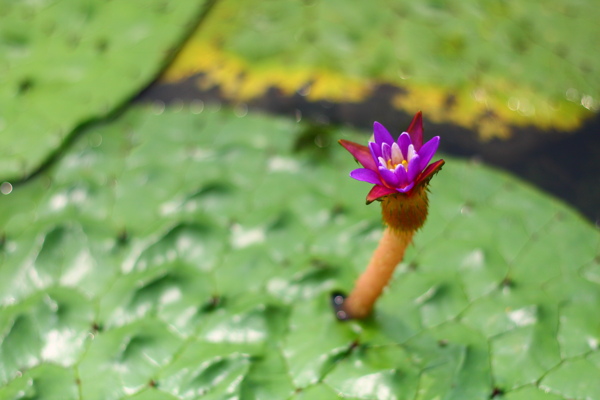 罕见的莲花