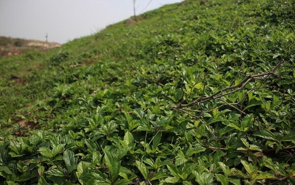 山坡的野菜