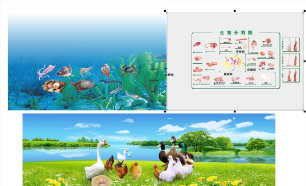 鸡鸭鱼猪肉分割图