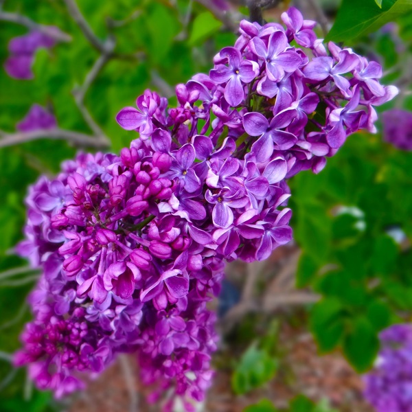 丁香花