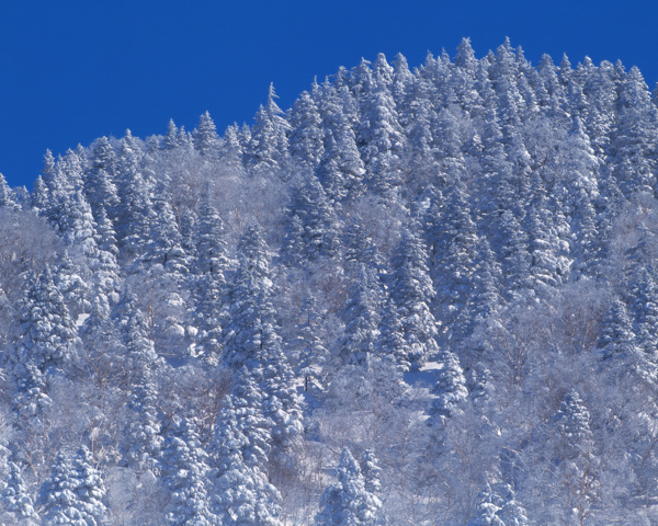 群群的松林屹立在雪中