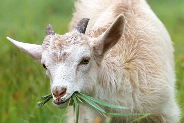 在悠哉吃着草的小山羊