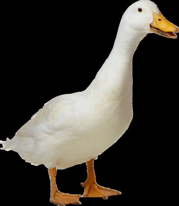 纯白色羽毛的鸭子免抠png透明图层素材