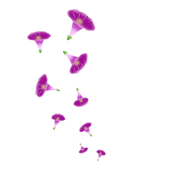 手绘紫色的牵牛花插画